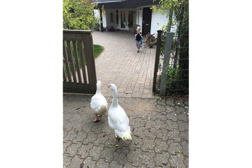 10 Gänsebesuch